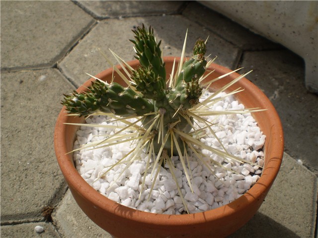 kaktus